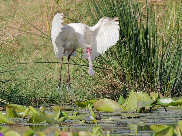 <h3><a href="/trips/safari/biota/animalia/chordata/aves/015 pelecaniformes/001 threskiornithidae/platalea alba/platalea alba-en.html">Platalea&nbsp;alba</a> / African&nbsp;spoonbill / Afrikaanse&nbsp;lepelaar</h3>OM-1 Mark II with OLYMPUS M.150-400mm F4.5, 1/2000 sec at F4.5, ISO 500, distance 90.2&nbsp;m